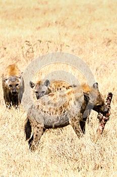 Hyenas, Ngorongoro Crater