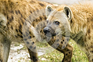 Hyenas Ready to Attack