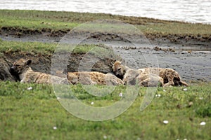 Hyenas sleeping in the Serengeti grass
