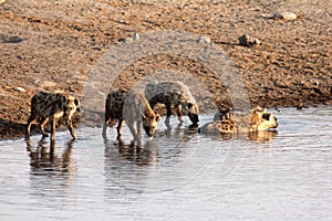 Hyenas at a Waterhole