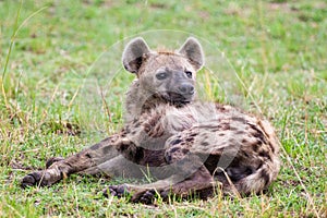 Hyenas young and adults playing around the den in the Masai Mara