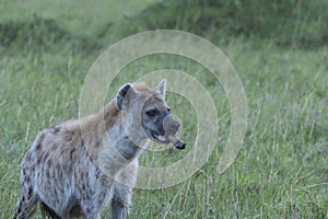Hyene with bone in mouth photo