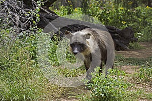 HYENE BRUNE parahyaena brunnea