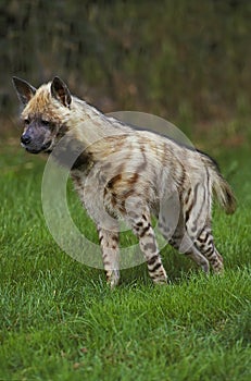 HYENE RAYEE hyaena hyaena