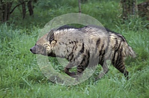 HYENE RAYEE hyaena hyaena photo