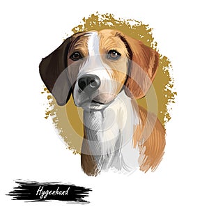 Hygenhund, Hygen Hound dog digital art illustration isolated on white background. Norwegian origin medium-sized scenthound dog.