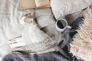 Hygge concept with cat, book and coffee in the bed photo