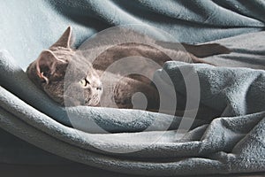 Hygge and cozy concept. British gray cat resting on cozy blue pled couch in home interior. Close up.