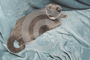 Hygge and cozy concept. British gray cat resting on cozy blue pled couch in home interior. Close up.