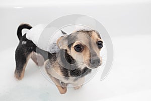 Hygiene and cleanliness of the dog. Little pet bathes, stands in the bathtub with foam