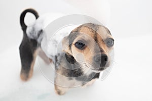 Hygiene and cleanliness of the dog. Little pet bathes, stands in the bathtub with foam