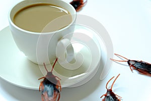 Hygiene,healthcare and medical concept.Cockroach eating coffee.Cockroaches are carriers of the disease