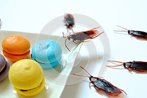 Hygiene,healthcare and medical concept.Cockroach eating macaroon.Cockroaches are carriers of the disease