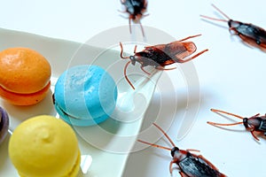 Hygiene,healthcare and medical concept.Cockroach eating macaroon.Cockroaches are carriers of the disease