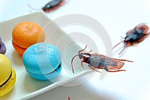 Hygiene,healthcare and medical concept.Cockroach eating macaroon.Cockroaches are carriers of the disease