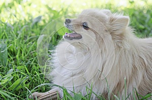 hygiene and prevention of perspiration. White German Pomeranian Spitz dog photo