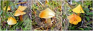 Hygrocybe autoconica mushroom