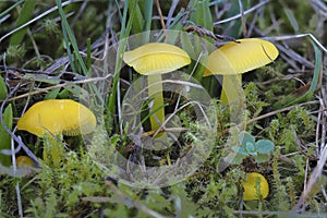 The Hygrocybe ceracea is an inedible mushroom