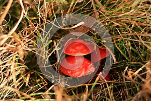 Hygrocybe coccinea in the grass