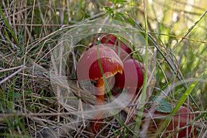 Hygrocybe coccinea inedible fungus