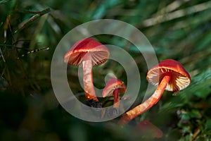 Hygrocybe coccinea