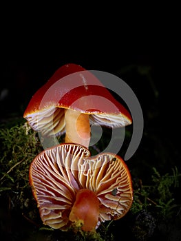 Hygrocybe Coccinea Scarlet Waxcap Mushroom