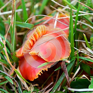 Hygrocybe conica mushroom