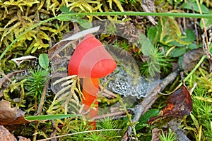 Hygrocybe conica mushroom