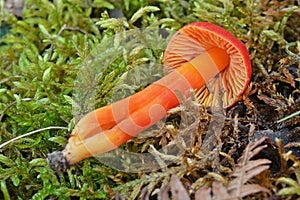 Hygrocybe conica mushroom