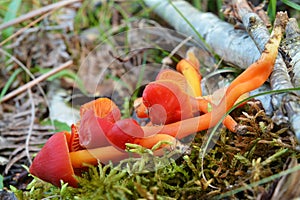 Hygrocybe conica mushroom photo
