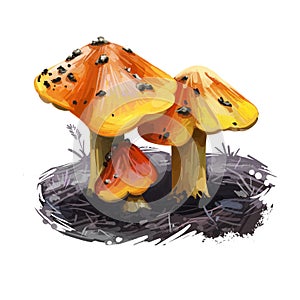 Hygrocybe conica or witch hat, conical wax or slimy cap mushroom closeup digital art illustration. Boletus has bright