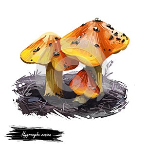 Hygrocybe conica or witch hat, conical wax or slimy cap mushroom closeup digital art illustration. Boletus has bright orange color
