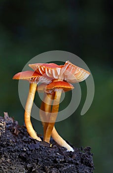 Hygrocybe miniata,commonly known as the vermilion waxcap,bright red or red-orange mushroom of the waxcap genus Hygrocybe.