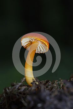 Hygrocybe miniata,commonly known as the vermilion waxcap,bright red or red-orange mushroom of the waxcap genus Hygrocybe.