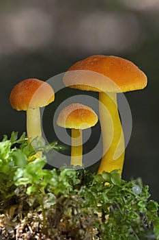 Hygrocybe miniata,commonly known as the vermilion waxcap,is a small,bright red or red-orange mushroom of the waxcap