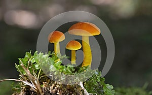 Hygrocybe miniata,commonly known as the vermilion waxcap,is a small,bright red or red-orange mushroom of the waxcap