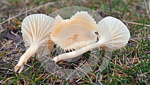 Hygrocybe russocoriacea mushroom