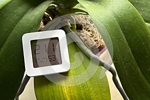 Hygrometer and orchid. The hygrometer displays humidity and temperature near the orchid flower