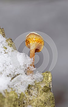 Hygrophoropsis aurantiaca, commonly known as the false chanterelle, is a species of fungus in the family Hygrophoropsidaceae