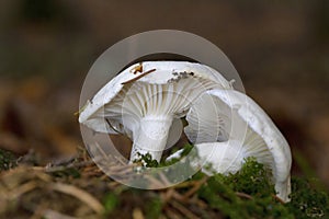 Hygrophorus agathosmus is commonly known as the gray almond waxy cap, or the almond woodwax