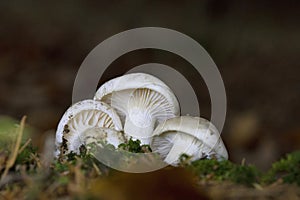 Hygrophorus agathosmus is commonly known as the gray almond waxy cap, or the almond woodwax