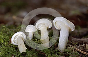 Hygrophorus agathosmus is commonly known as the gray almond waxy cap, or the almond woodwax