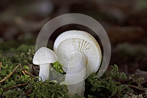 Hygrophorus agathosmus is commonly known as the gray almond waxy cap, or the almond woodwax