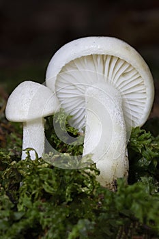 Hygrophorus agathosmus is commonly known as the gray almond waxy cap, or the almond woodwax