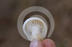 Hygrophorus agathosmus is commonly known as the gray almond waxy cap, or the almond woodwax.