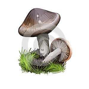 Hygrophorus agathosmus gray almond waxy cap or almond woodwax, species of fungus in Hygrophoraceae family isolated on white.