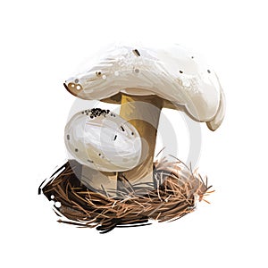 Hygrophorus chrysodon mushroom closeup digital art illustration. Boletus has white cap with dark specks and yellow body.