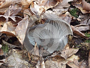 Hygrophorus marzuolus