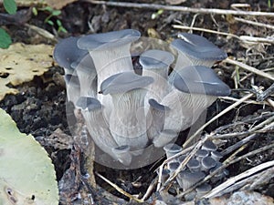 Hygrophorus marzuolus photo
