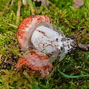 Hygrophorus russula mushroom